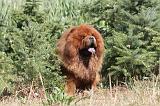 CHOW CHOW 060